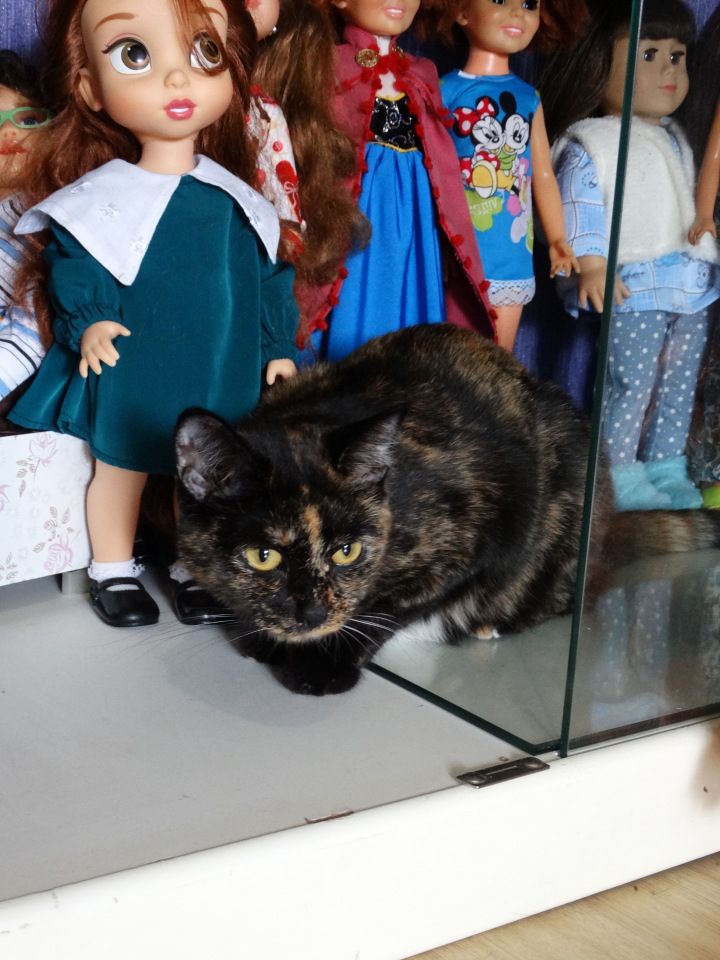 Мохнатые помощники — В мире животных: смешные фото питомцев и зверей (фото 2)