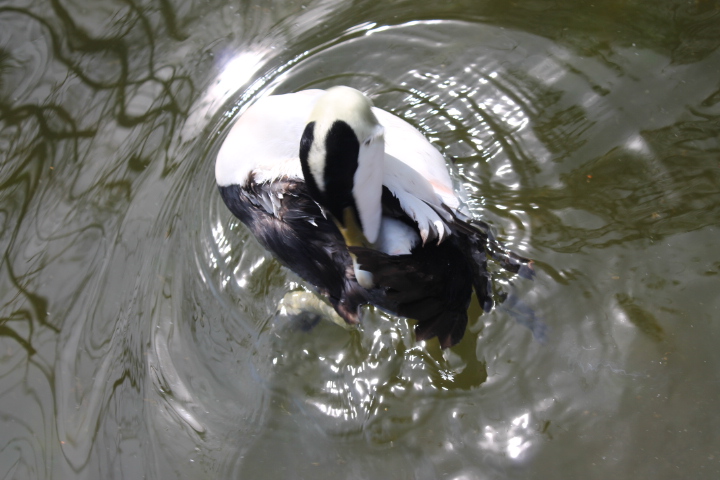 По Германии: зоопарк Лейпцига, часть 1