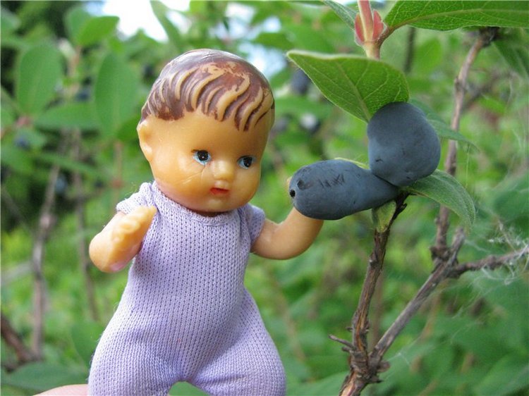 Любите ли вы жимолость как любят ее мои пупсики (фото 4)