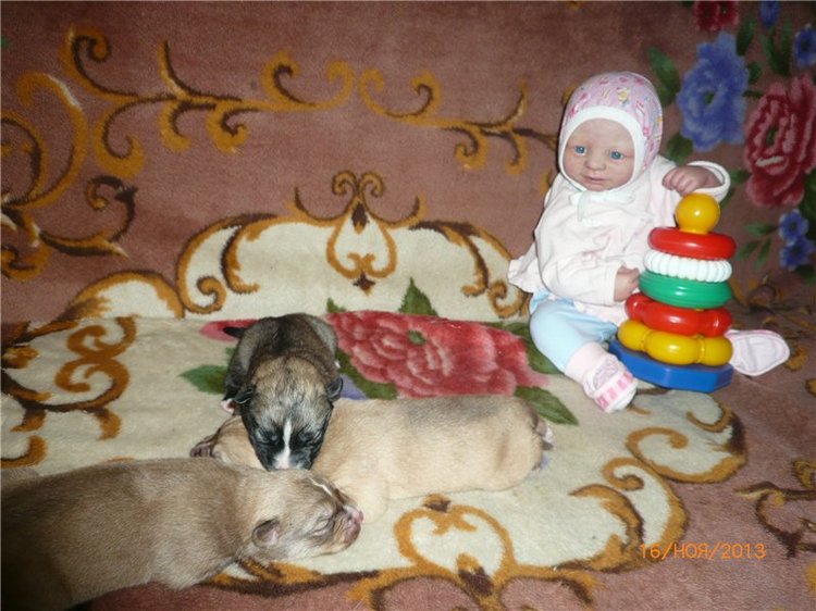 Куклы и собаки. Радость в нашем доме