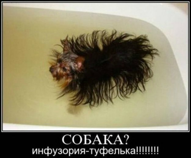 Понедельник - день тяжёлый | Бэйбики Понедельник - день тяжёлый