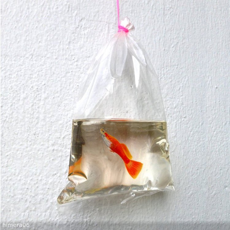 Живопись акрилом и лаком от Кенга Лая (Keng Lye)