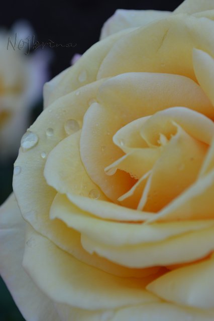 Питер - самый лучший город на земле! Вихтель Rosemarie Anna Muller (фото 6)