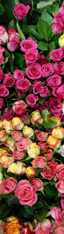 Головокружительные, обворожительные балеринки-лебеди! Адриана от Susan Lippl и две ее сестренки от Lee Middleton! Часть