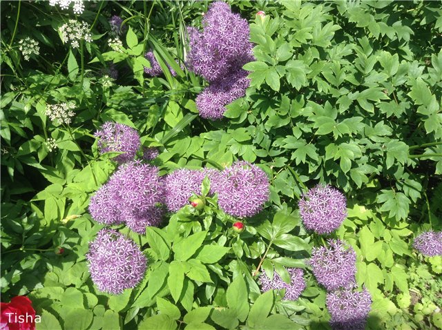 Малышки Sarah Key — Другие мини