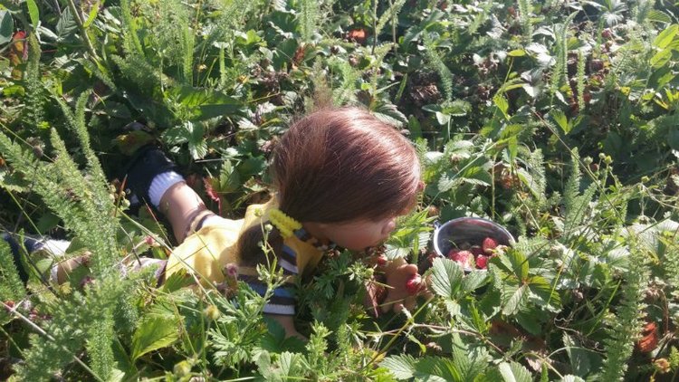 Земляничный день — Домашние коллекции кукол: фото собраний