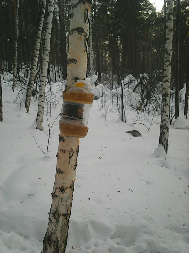 Интересное наблюдение за птицами у кормушки