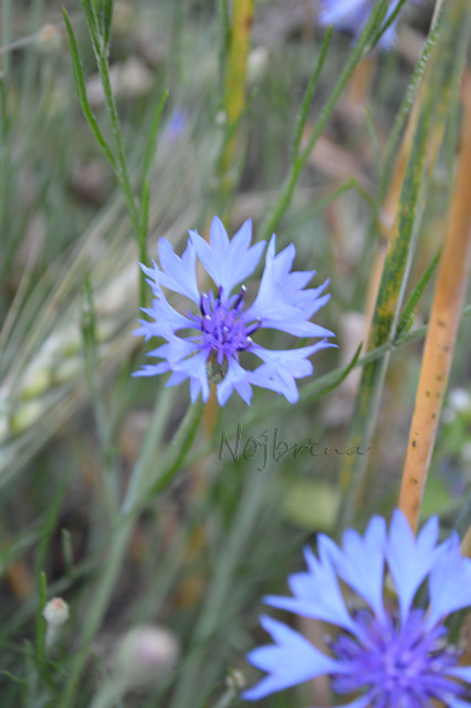 Туристы. Коллекционная кукла Линда и Среда