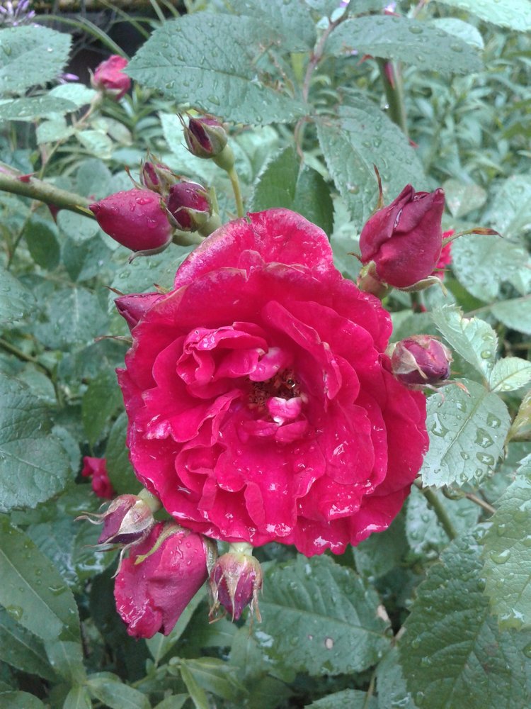 Псков: из лета в лето. Прогулки по городу и куклы