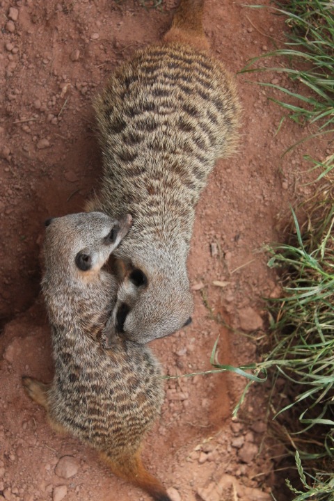 По Германии: зоопарк Лейпцига, часть 3