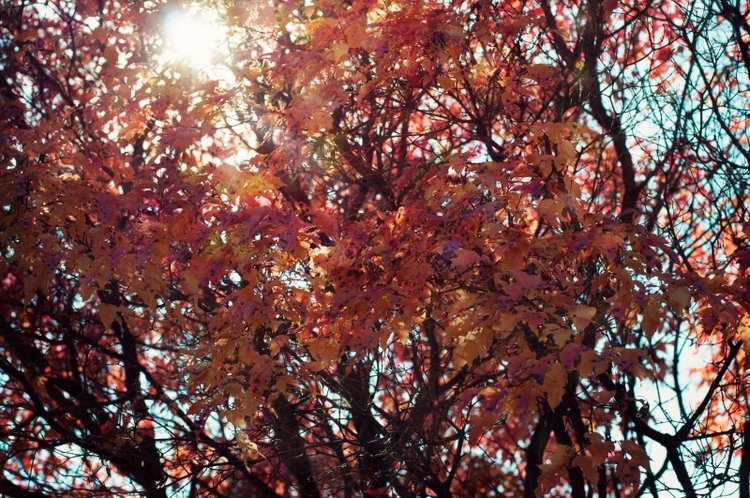 Душа Осени | Бэйбики Душа Осени — Куклы Iplehouse (Иплхаус): BJD (БЖД)