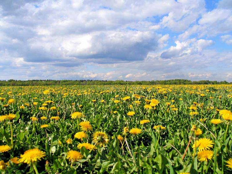 PAMELA ERFF, Mary, doll