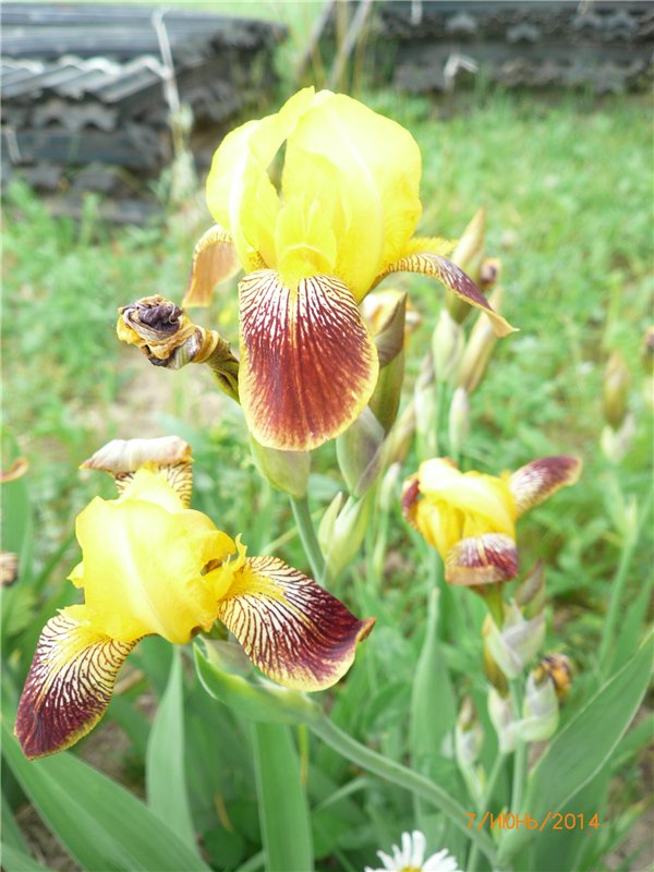 Бабушкина помощница. Винтажная шарнирная куколка Светочка (фото 2)