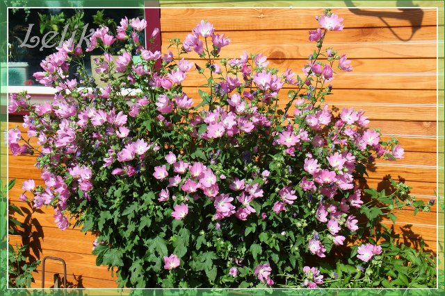 Цветочный рай, или новый наряд Ульяны (Pipa 2003 года, Gotz) | Бэйбики Цветочный рай, или новый наряд Ульяны (Pipa 2003 года, Gotz)