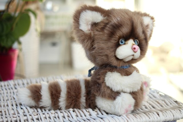 Голубоглазый котик-обормотик Мишка