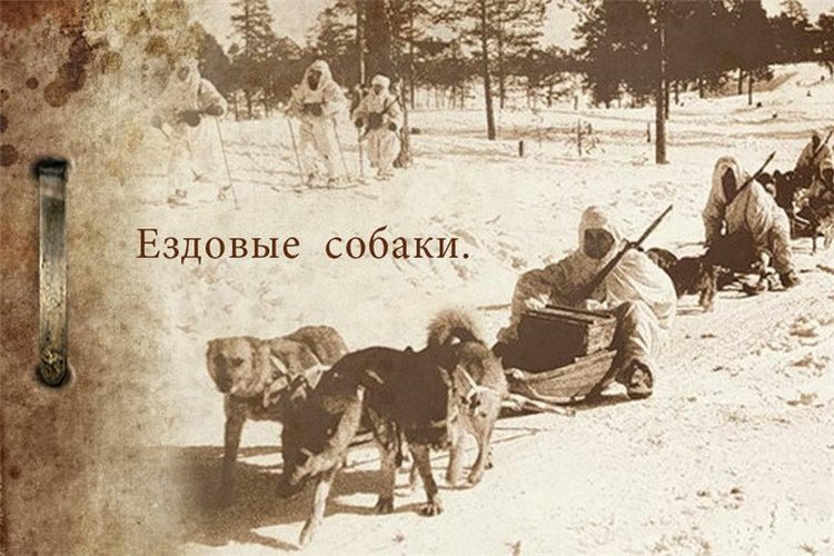 Собаки-бойцы, герои Великой Отечественной войны (фото 7)