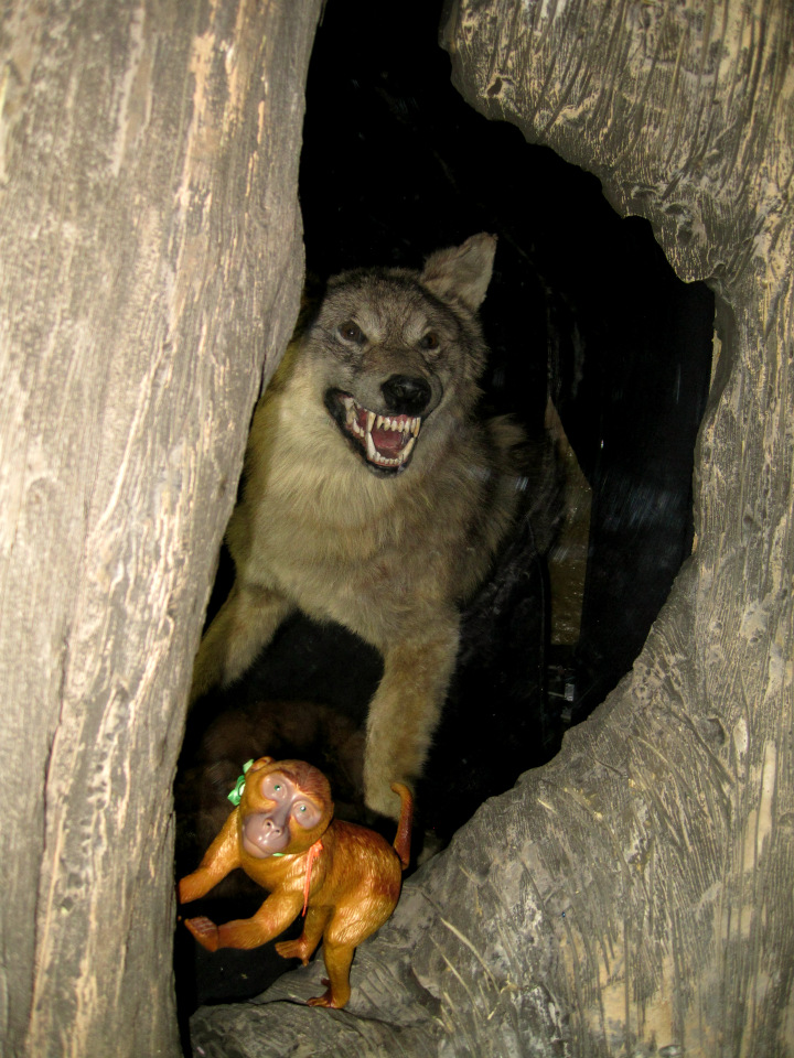 День в музее. Анжела в Государственном Дарвиновском музее