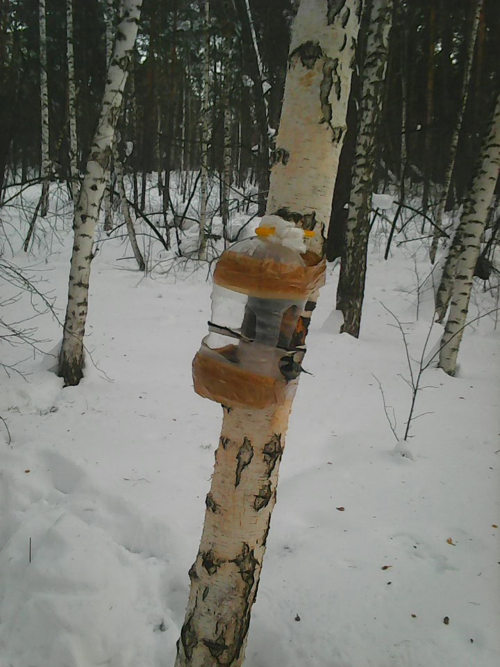 Интересное наблюдение за птицами у кормушки