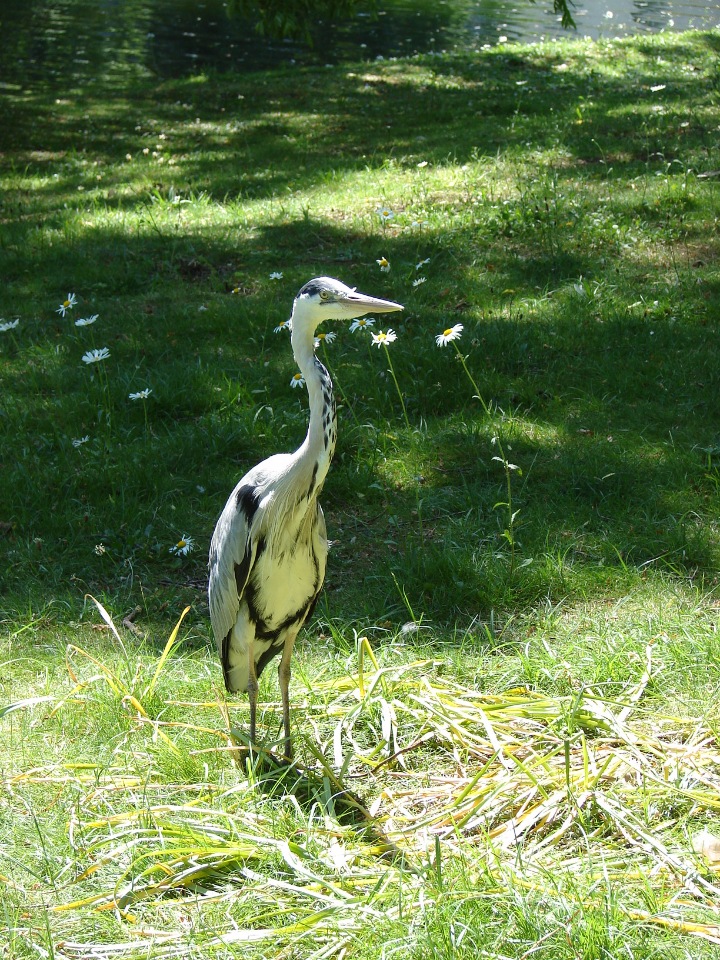 Люк и Машки осматривают парки Лондона