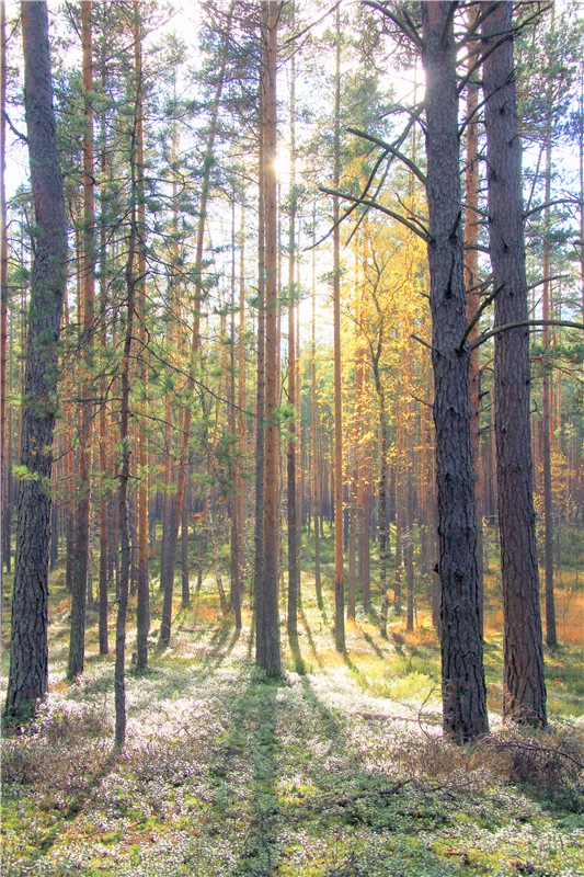 Зайка Зося. Авторская ручная работа Труничевой Ирины (фото 6)