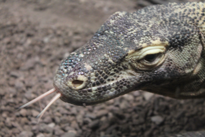 По Германии: зоопарк Лейпцига, часть 2