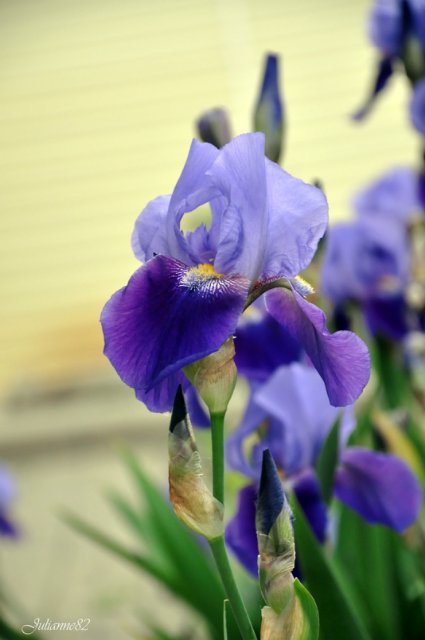 Моя вторая Olivia от Helen Kish | Бэйбики Моя вторая Olivia от Helen Kish