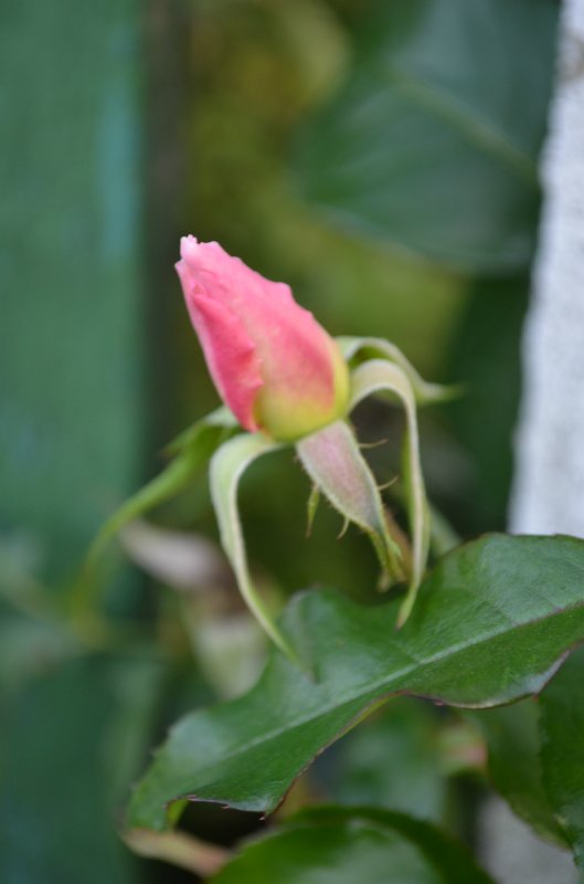 Лунные девочки или необычное творение Ширли (Shirley) - глазурованная кукла Мариэль (Mariele)