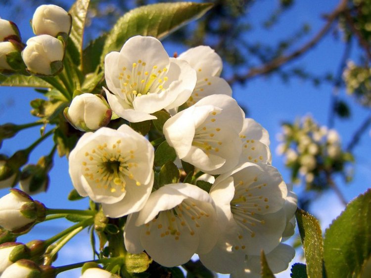 У нас тоже весеннее настроение! Кукла Дианны Эффнер (фото 2)