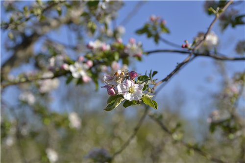 Весна пришла! Пальтишки для малышек (фото 6)