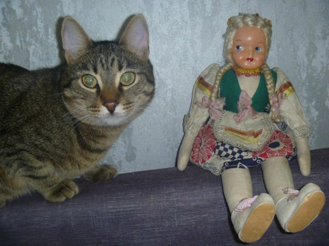 Моего кота не волнуют конкурсы, он просто любит фотографироваться