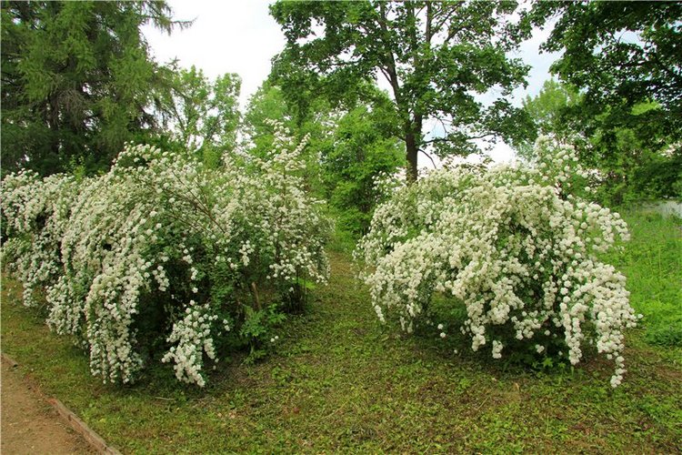 46-ой Пушкинский праздник поэзии в Берново. Часть первая