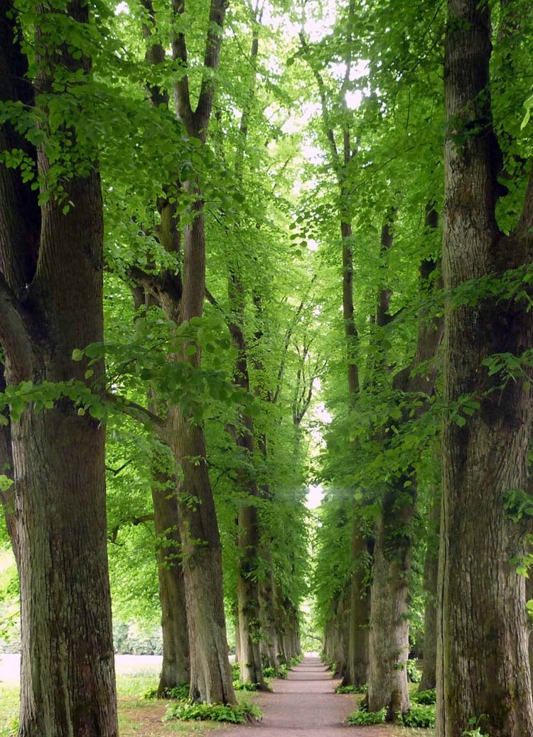 Hirschpark Hamburg. Олений парк. ВИДЕО (фото 2)