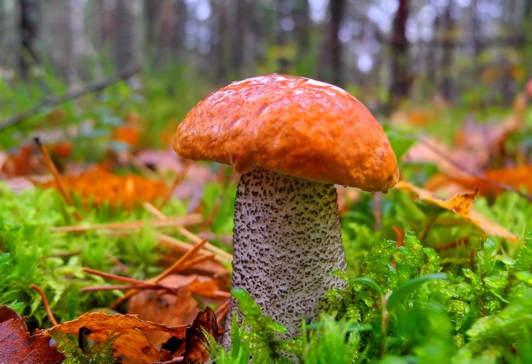 Красотка-осень — Болталка и разговоры обо всем: жизнь