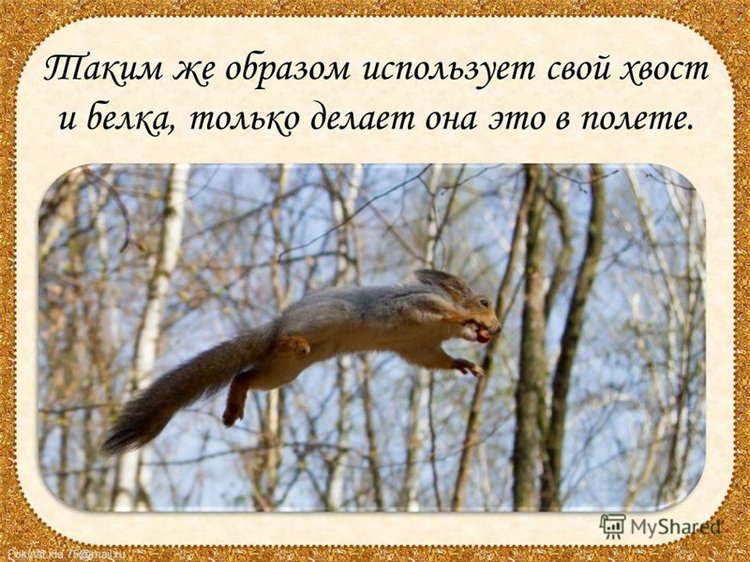 Когда я буду именинник, куплю я хвостик за полтинник. Мне продавец измерит рост и подберет по росту хвост (фото 6)