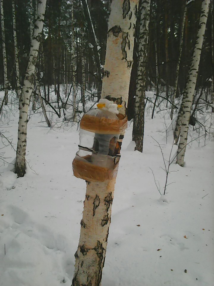 Интересное наблюдение за птицами у кормушки