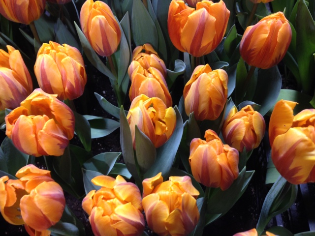 Поздравление с 8 Марта или "Репетиция весны в аптекарском огороде" (фото 4)