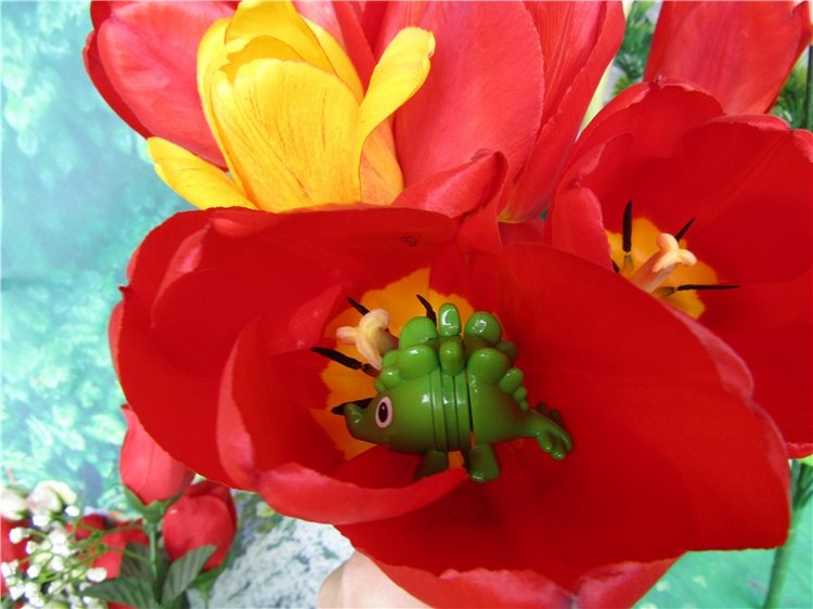 Крокодильчики мои, цветики речные (фото 4)