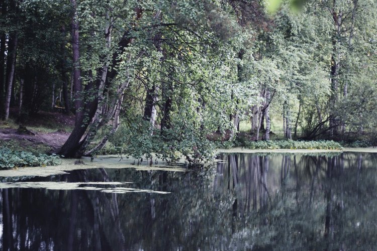 Маленькая Джун — Антикварные куклы Revalo (Ревало): Gebrüder Ohlhaver