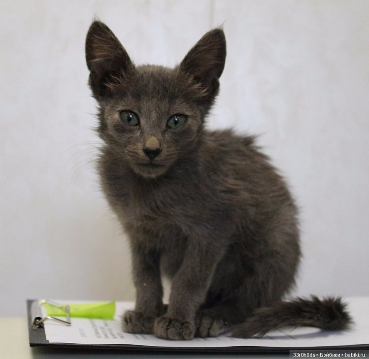 Не проходите мимо! Срочно нужна ваша помощь больным котикам и котятам