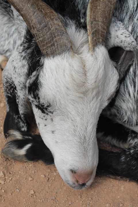 По Германии: зоопарк Лейпцига, часть 3