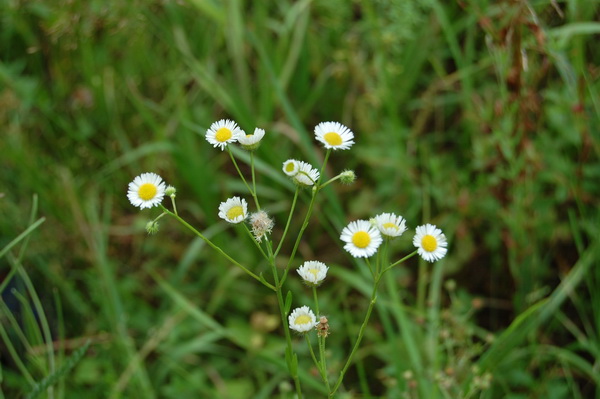 Воспоминание о лете. Джоанна от Susi Eimer (фото 10)
