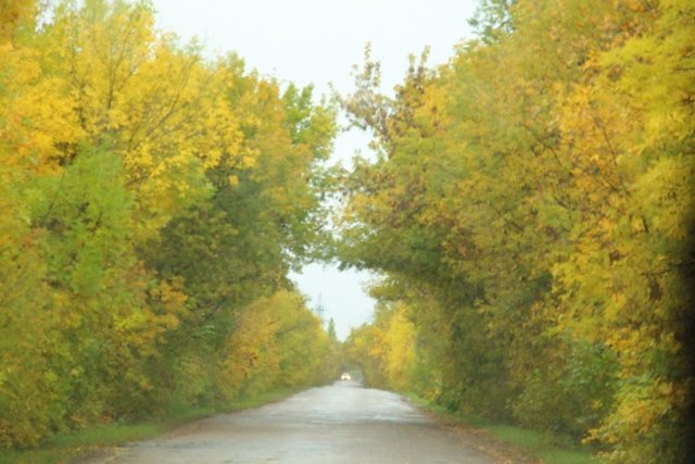 По грибы. Бузулукский бор