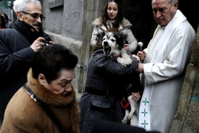 Мне вслед глядит душа кошачья... 4 октября - день памяти святого Франциска и Международный день животных