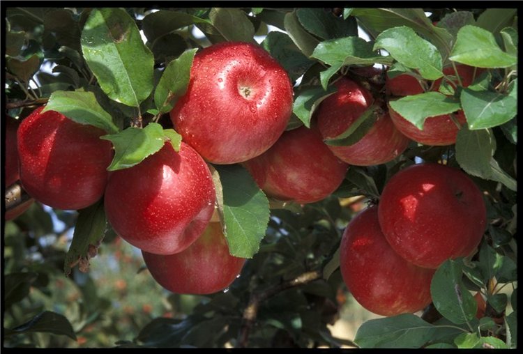 Эльфийское яблочко, outfit for bjd