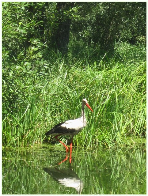 Из жизни гномиков Rosemarie Anna Muller