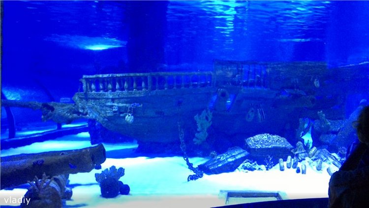 Как Стеша в Океанариум ездила