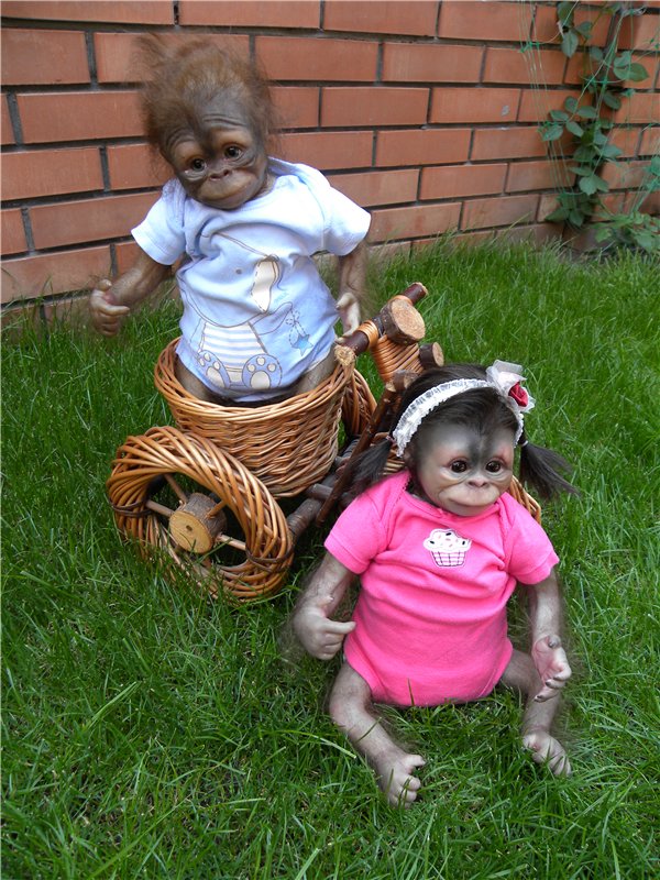 Необычное пополнение в моем доме