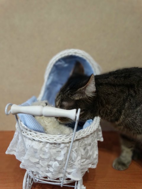 Моего кота не волнуют конкурсы, он просто любит фотографироваться