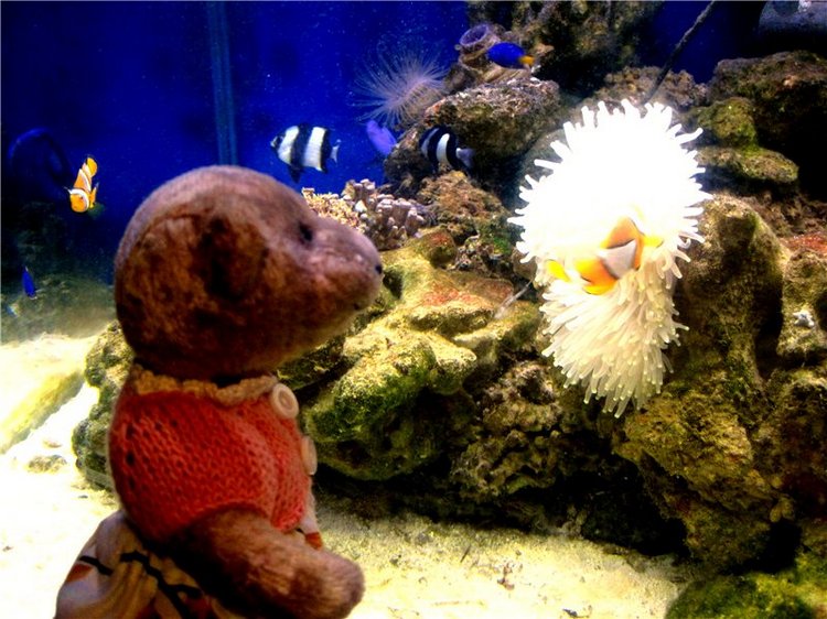 Лето. Солнце. Море. Всё смешалось - звери, куклы. Часть2 | Бэйбики Лето. Солнце. Море. Всё смешалось - звери, куклы. Часть2