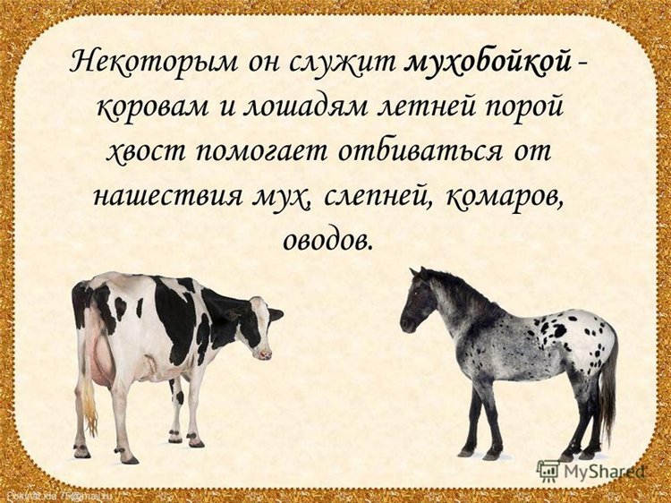 Когда я буду именинник, куплю я хвостик за полтинник. Мне продавец измерит рост и подберет по росту хвост (фото 2)